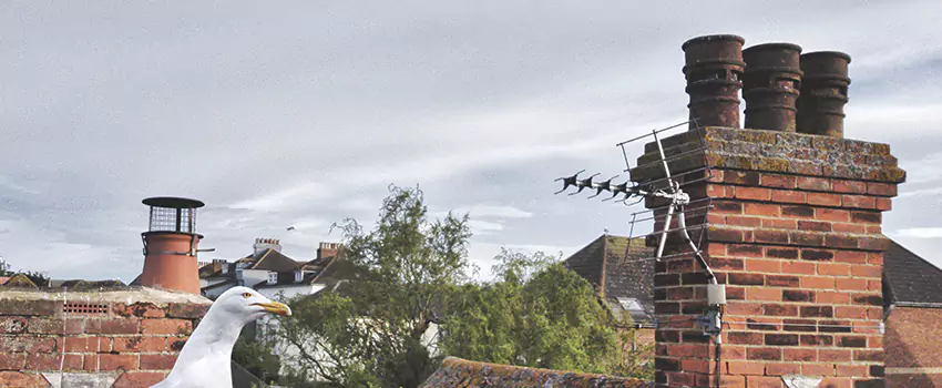 Chimney Cleaning And Restoration in Ken Caryl, Colorado